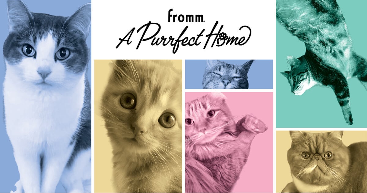 A Purrfect Home